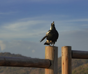 Magpie singing