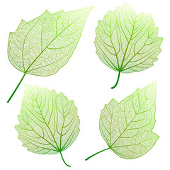 Set leaves hibiscus on white. Vector illustration. 