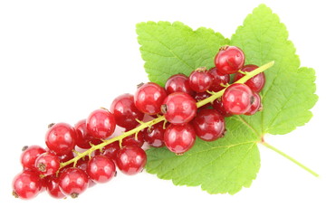 fresh red currant fruits isolated on a white background