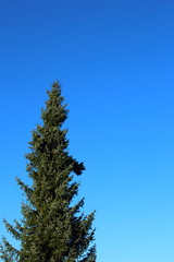 blue spruce (Picea pungens) against the blue sky with copy space