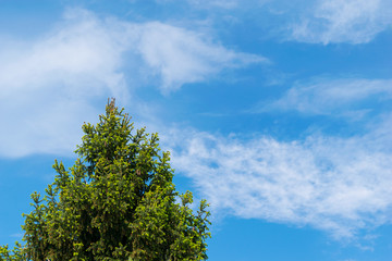 the top of a fir tree with spring buds against light sky in the background - copy space