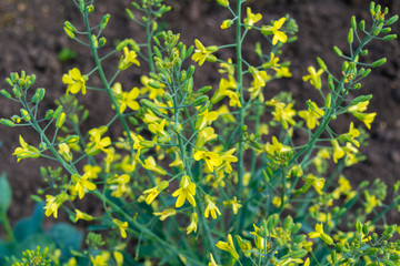 common vegetable cabbage inflorescence yellow flowers
