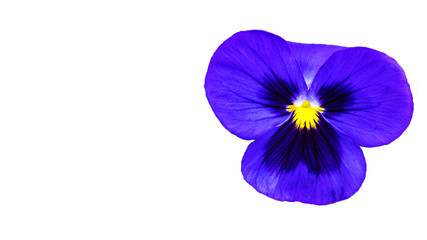 beautifull purple violet pansy flower isolated on white background