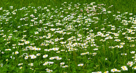 common daisy flowers in green grass lawn background © Florin