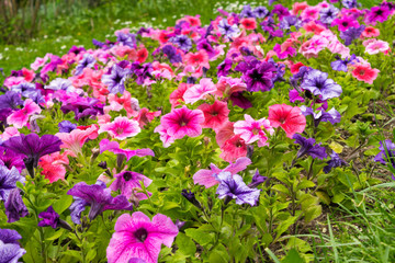 colorful petunia flowers bed, mixed colors