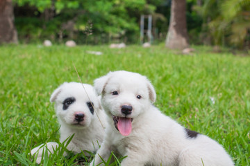 Thai bangkaew dog 2 cute white puppies playing in the park and look at camera sitting in grass.
