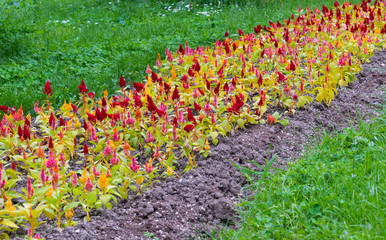 colorful celosia flowers bed, mixed colors
