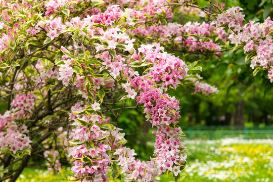 pink Weigela florida flowers (Caprifoliaceae) in the park