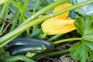 zucchini growing in the garden 