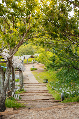 Obraz premium walk way in nature park