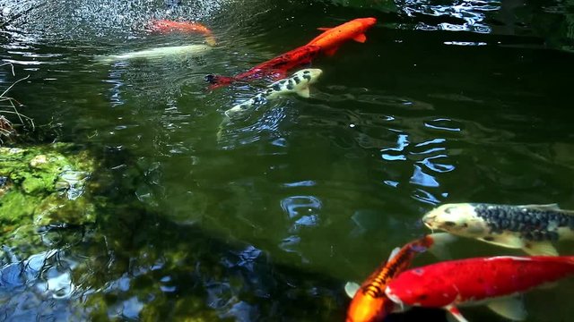 Colored varieties of Amur carp (Cyprinus rubrofuscus) swimming arround in a pond. cold water fish for decorative purposes outdoor koi ponds or natual water gardens. Japanese Tradition