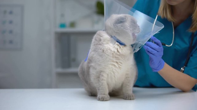 Vet checking cone collar on cat neck, pet anxious in uncomfortable funnel