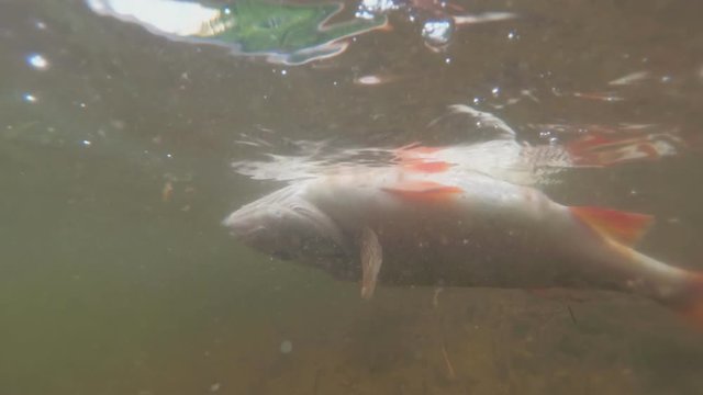 Dead fish is floating on the water. Under water