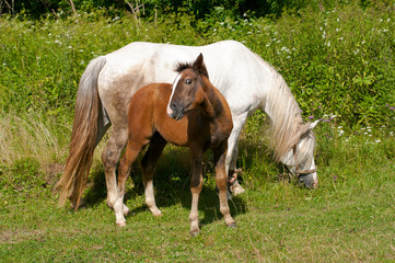 white mare with chestnut foliage in the mountains of a beautiful sunny day