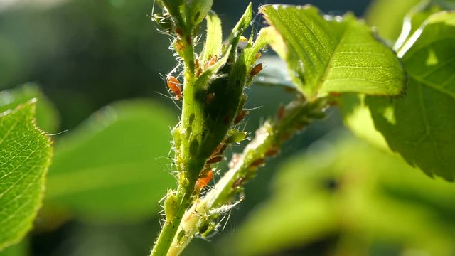 Aphids on a rose stem in the garden. Close-up of Aphids on Rose bush. Green and brown aphids on rose leafs.
