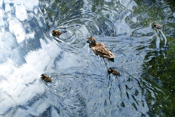 Duck with ducklings in a blue pond. Soft focus.