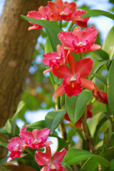 Red Orchid flower are blooming in the garden so very beautiful.