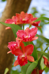 Fototapeta na wymiar Red Orchid flower are blooming in the garden so very beautiful.