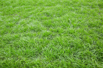 Green grass outdoors. Spring concept. Nature background.