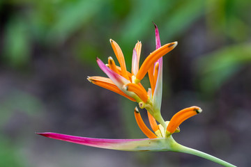 Heliconia is a genus of flowering plants in the family Heliconiaceae. Common names for the genus include lobster-claws, toucan peak, wild plantains or false bird-of-paradise.