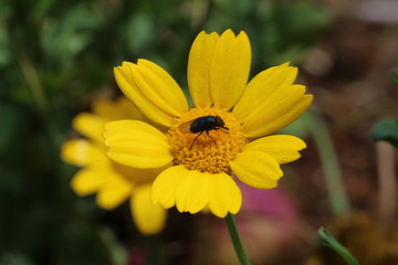 bee love with flower