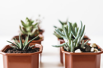 various cactus and succulent plants in  pots