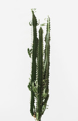 Close-up of a succulent against light grey background