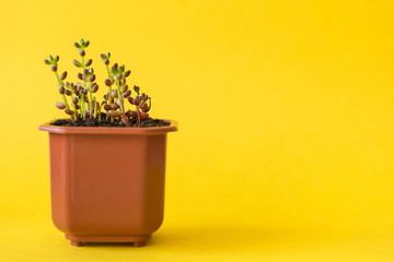 Succulent house plant small sprouts on a yellow background