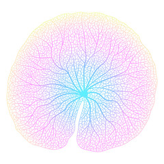 Leaf Lotus, isolated. Vector illustration.