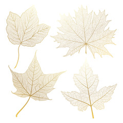 Set gold  autumn leaves maple on white. Vector illustration. 
