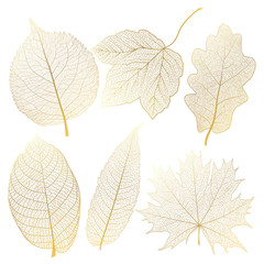 Set gold autumn leaves on white. Vector illustration.