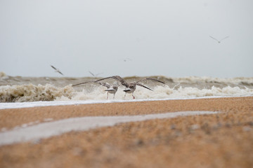 seagull on the beach
