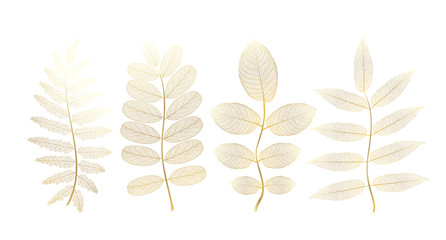 Obraz premium Set leaves of colored on white. Vector illustration.