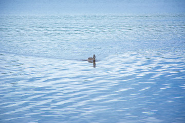floating duck on the lake