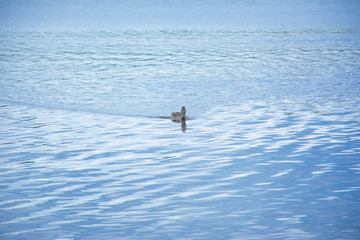 floating duck on the lake