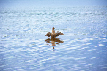 floating duck on the lake