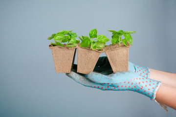 Planting seedlings in greenhouse in spring close up