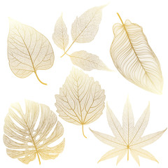 Obraz premium Set leaves of colored on white. Vector illustration.