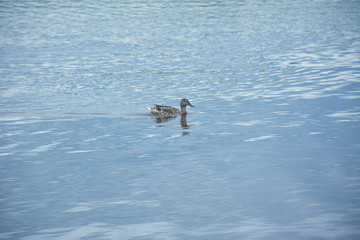 floating duck on the lake