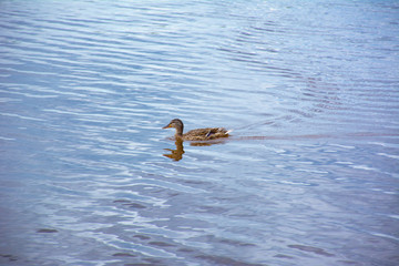 floating duck on the lake