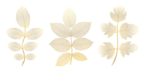 Set leaves of colored on white. Vector illustration.