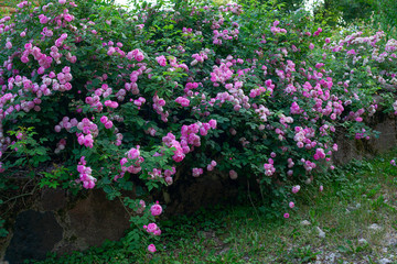 Fototapeta na wymiar beautiful large rose bush blooming