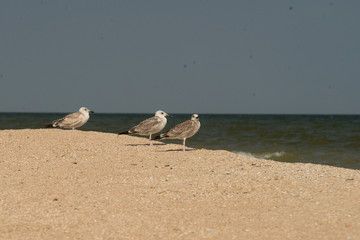 seagulls on the beach