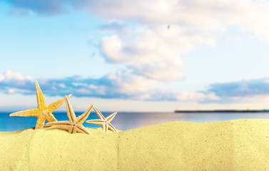 Fototapeta na wymiar Sea shells with sand as background. Summer beach