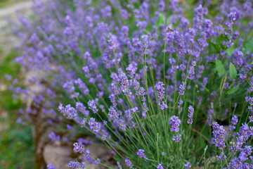 Naklejka premium lavender bush growing on a stone wall