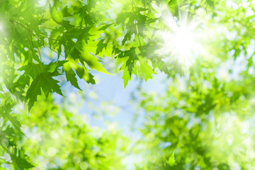 Fototapeta na wymiar Spring background. Fresh bright leaves of a maple tree in the sunlight.
