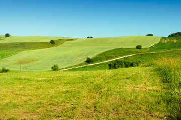 Fototapeta na wymiar Bevelled green fields in Poland