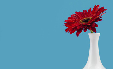 Red flower inside a vase