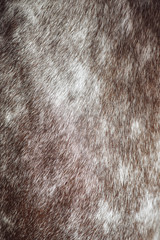 Texture of a horse animal coat