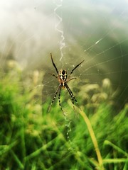 spider on web